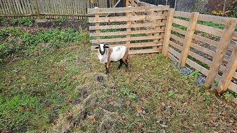 Jehňata ovce kamerunské - 2