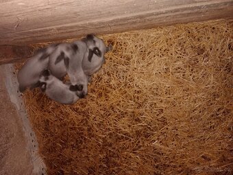 Prodám králíky - 2