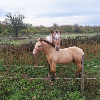 Appaloosa klisna letošní - 2