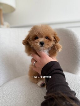 Nádherný chlapeček Maltipoo mini f1 - 2