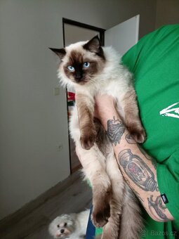 Prodám krásného kocourka Radgoll - 2