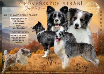 Border kolie s PP - 2