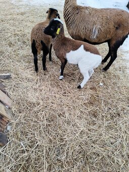 Prodám jehňata ovce kamerunské - 2