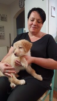 Hovawart - štěňata - 2