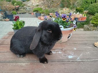 Zakrslý beránek černý sameček - 2