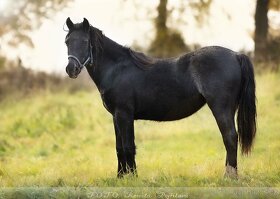 Kobyla Welsh Cob - 2