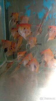 Skaláry KOI - 2