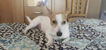 prodám štěňata Jack Russell teriéra-jrt - 2