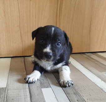 Jack Russell teriér - 2