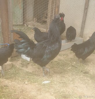 Kohout ayam cemany- vyměním - 2