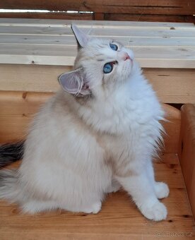 Kočičky ragdoll s PP - 2