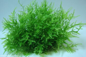 Akvarijní rostliny Kryptocorina - 2