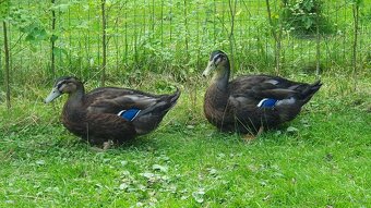 Saské a Ruánské kachny letošní - 2