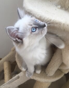 RAGDOLL KOŤÁTKA BEZ PP - 2