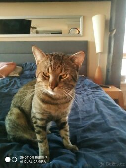 Darujeme Kocoura - 2