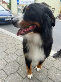 Bernský salašnický pes bez PP - 2