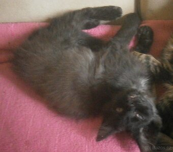 Černý, dlouhosrstý, klidnější 2,5-3měsíční Šimon - 2