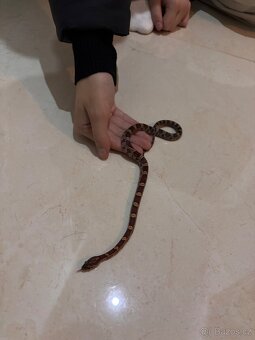 Užovka červená - 2