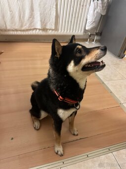 Do dobrých rukou - 2