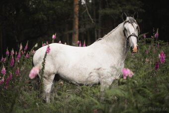 Starokladrubský valach na prodej - 2