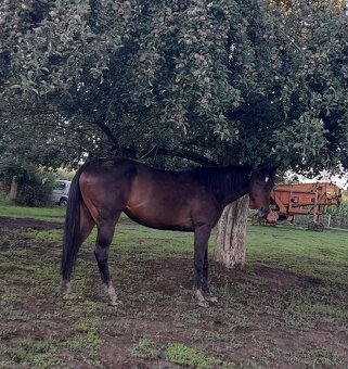 Klisna anglický plnokrevník - 2