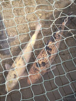 Koi kapr 40-55cm - 2