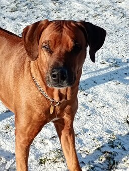 Krytí - 2