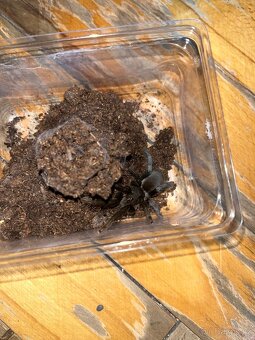Hysterocrates Gigas - 2