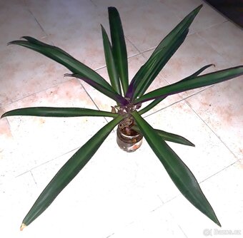 Poděnka (Tradescantia spathacea) - 2