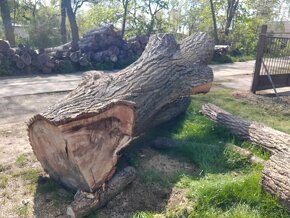 Topol (měkké dřevo) -  velké zajímavé kusy - 2