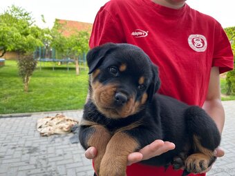 Rotvajler štěňata s PP (FCÍ) - 2