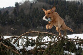 Labradorský retrívr - pracovní linie - 2