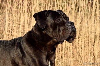 Cane corso černý krycí pes - 2