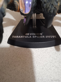 Tarantule- anatomický model - 2