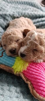 bischpoo ,,, toy pudl - 2