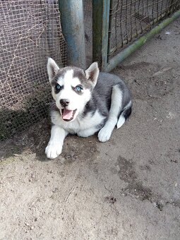 Sibiřský husky bez PP - 2