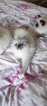 Ragdoll Blue mitted - 2