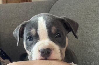 Štěně American Bully - 2