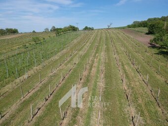 Křepice u Hustopečí – vinice 4 085 m2 – dobrý udržovaný stav - 2