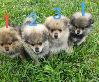 Štěňátka špic pomeranian - 2