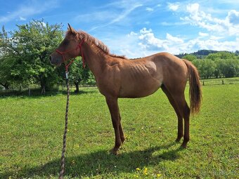 Roční klisna, kobylka AQH, QH, USA papíry - 2