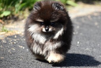 Pomeranian - 2