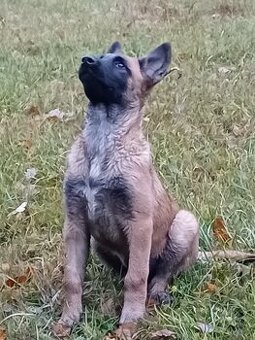 Prodám fenku s PP - 2