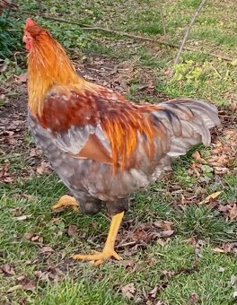 Prodáme kohouty - 2