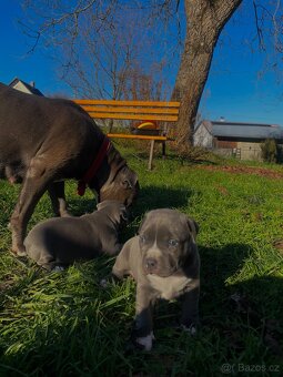 🐾 Americký staford – modrá štěňátka Bibi a Oli - 2