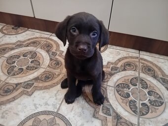 Ladbrdor štěňátko - 2