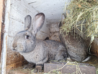 Prodám na chov samce a samice - masné plemeno - 2