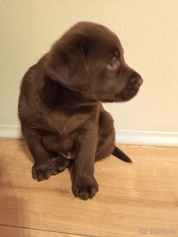 Labrador retriever - 2