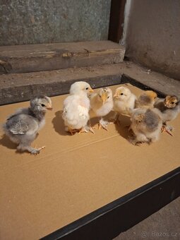 Brahmánka velká- kuřátka - 2