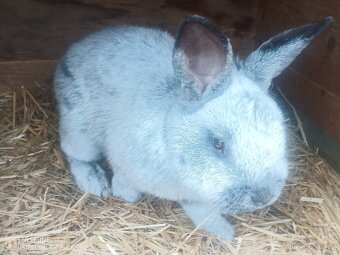 Prodám samce králíka VSS - 2